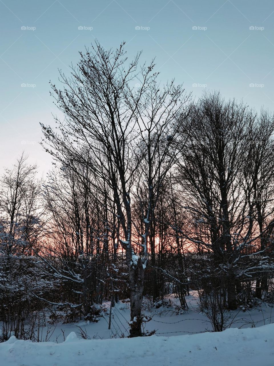 Sunset trees