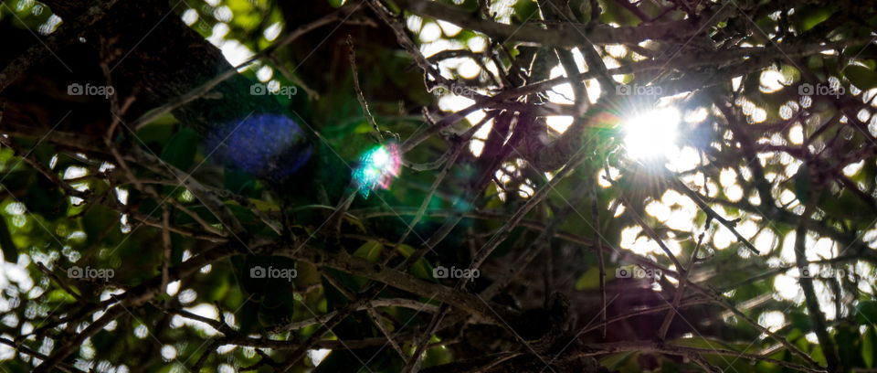 Sun lens flare through leaves and branches
