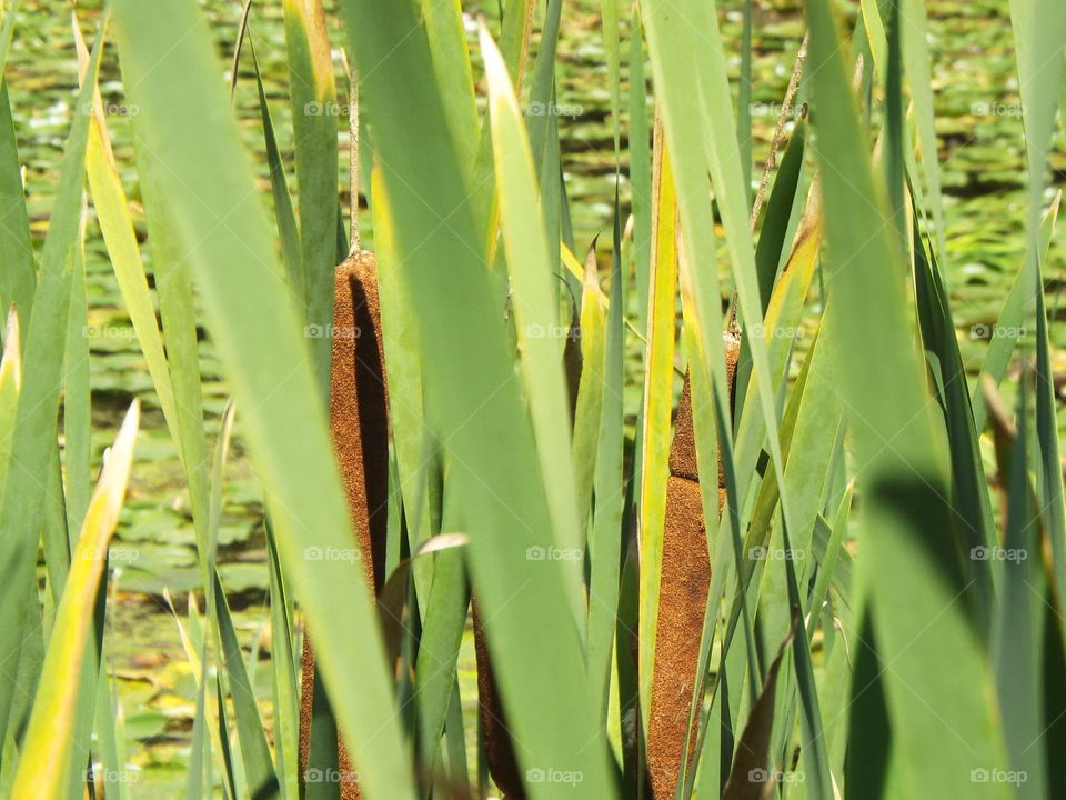 cattails