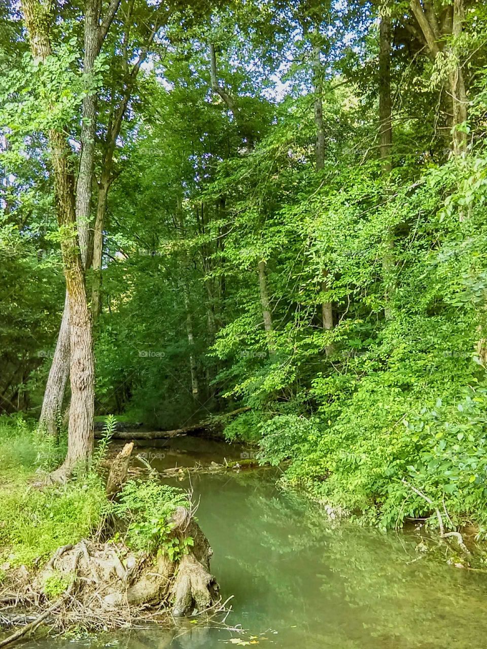 Creek flowing through a forest