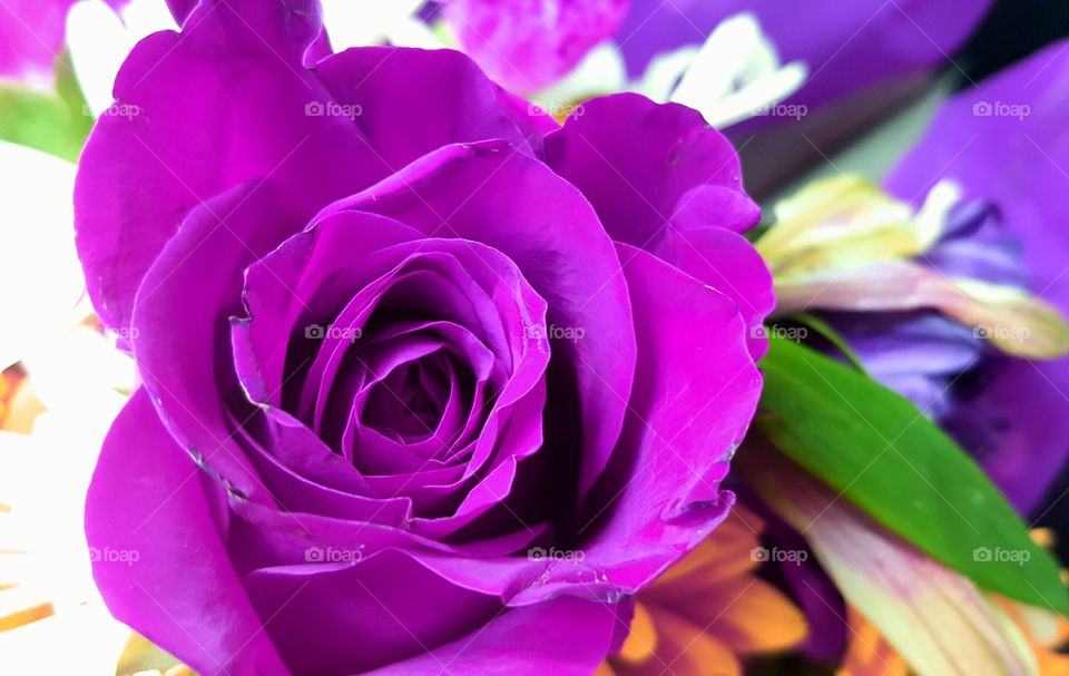 Purplish rose