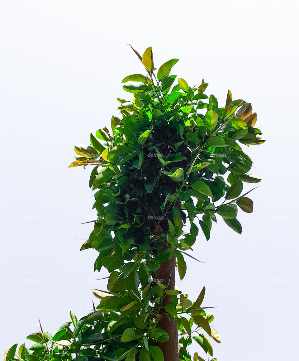 A tree's leaves with a white background