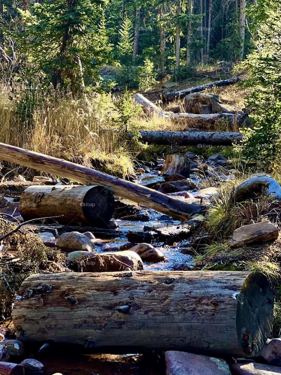 Fall wins challenge. Through fallen trees, a small creek flows down a Colorado hillside near sundown 