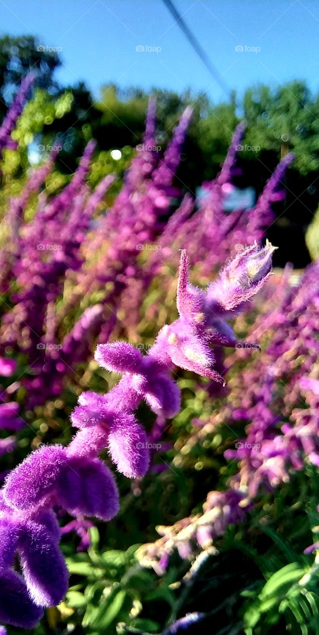 Salvia leucantha