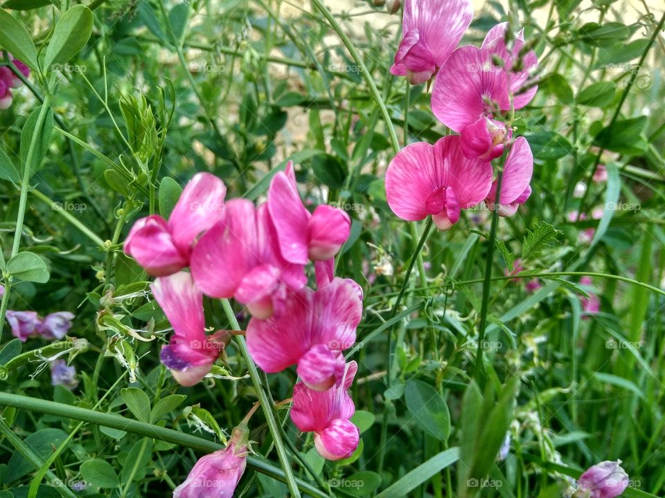 field flowers