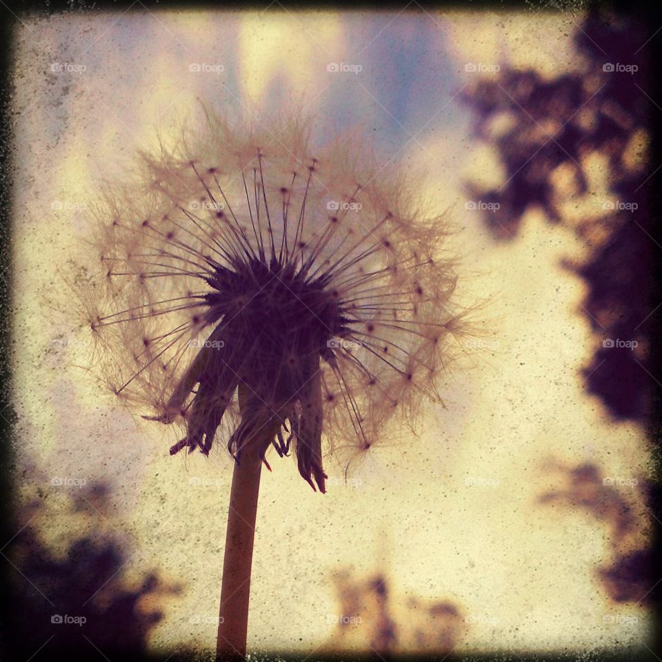 dandelion