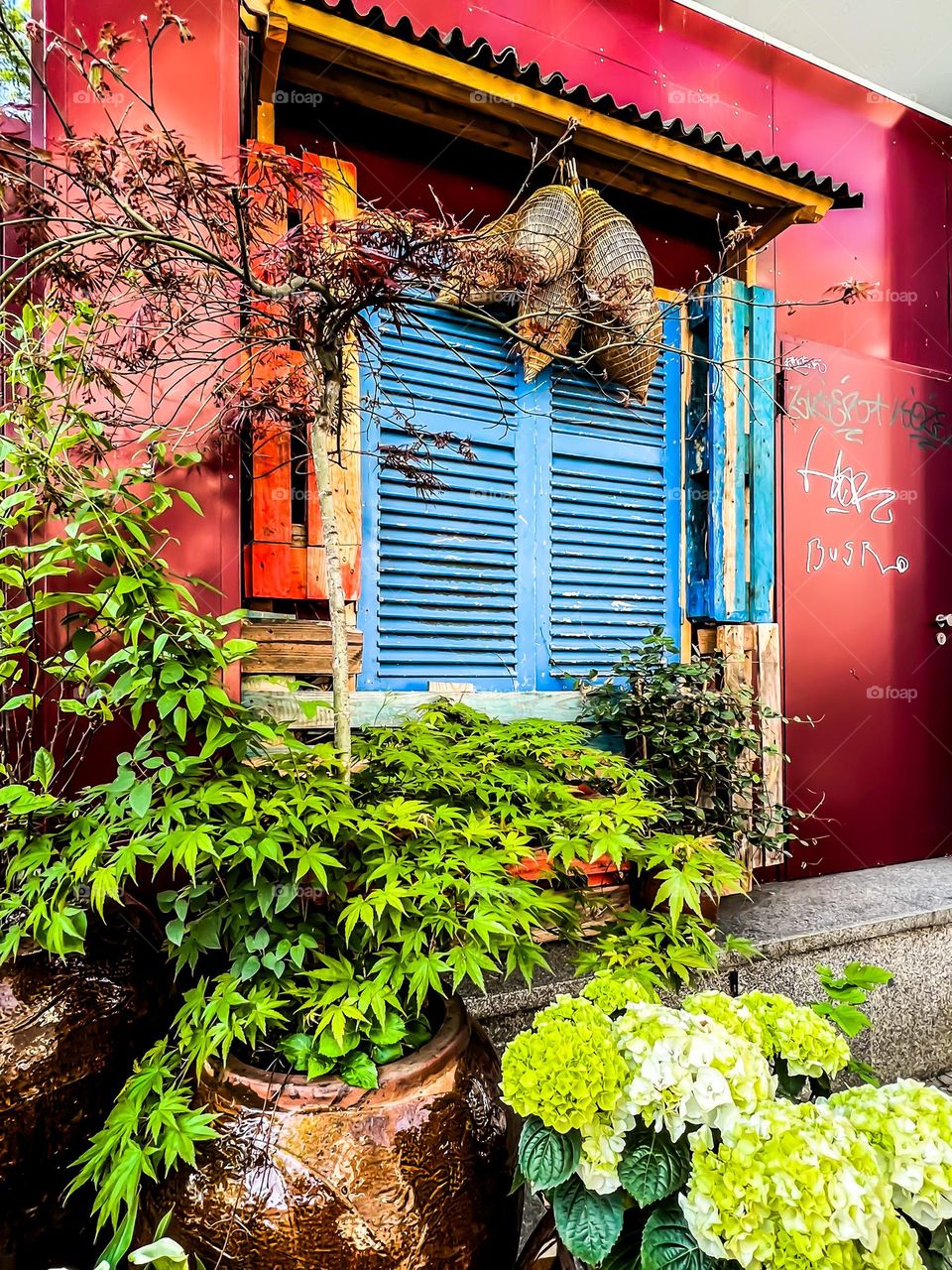 Urban flowers in Front of a window