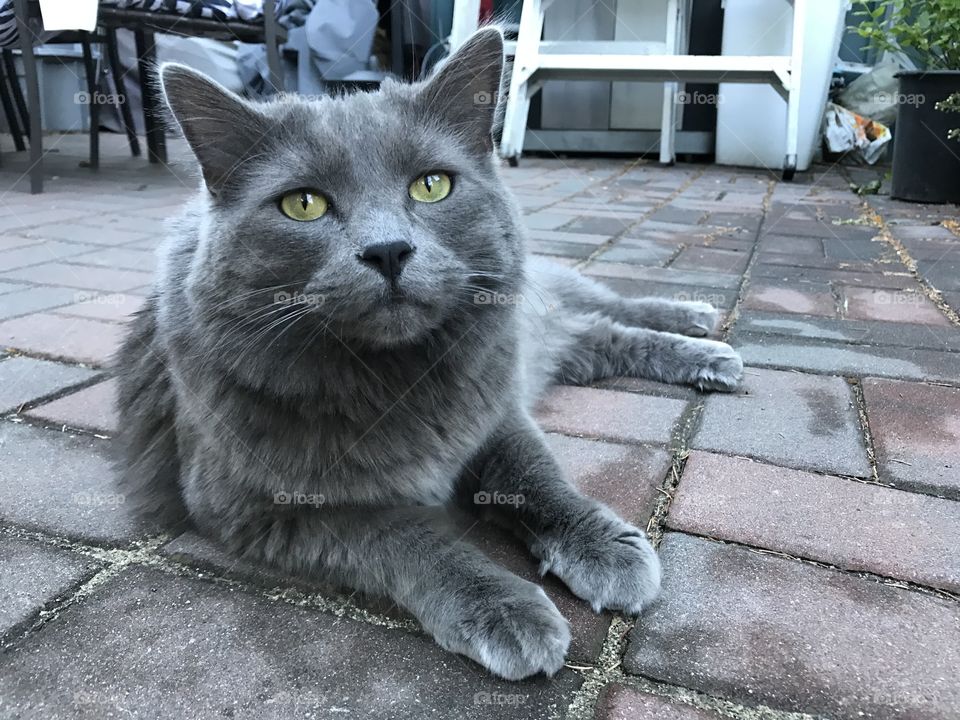 Adorable, majestic, large, grey cat lounging outside. 