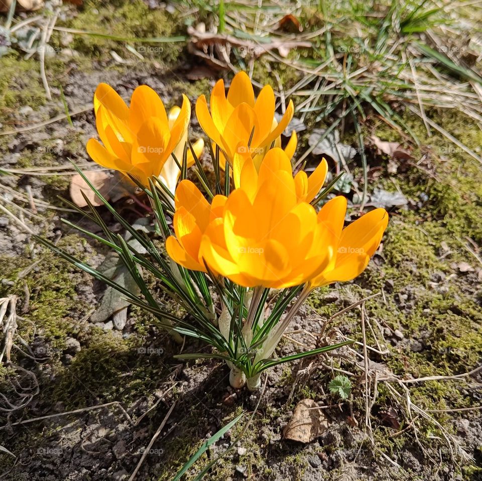 yellow crocuses
