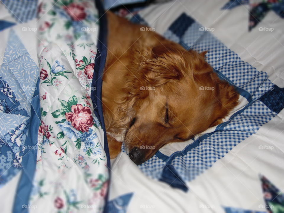 This is how my friend, Sunny enjoys winter! Snuggled up under a quilt in my bed.
