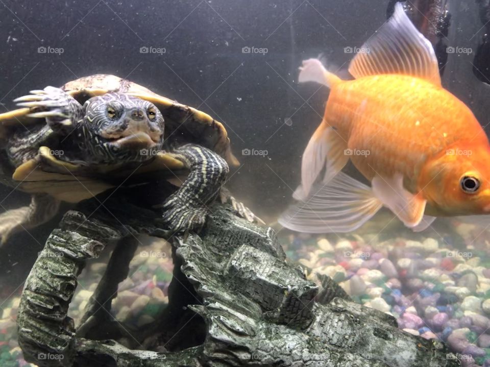 Turtle n goldfish looking