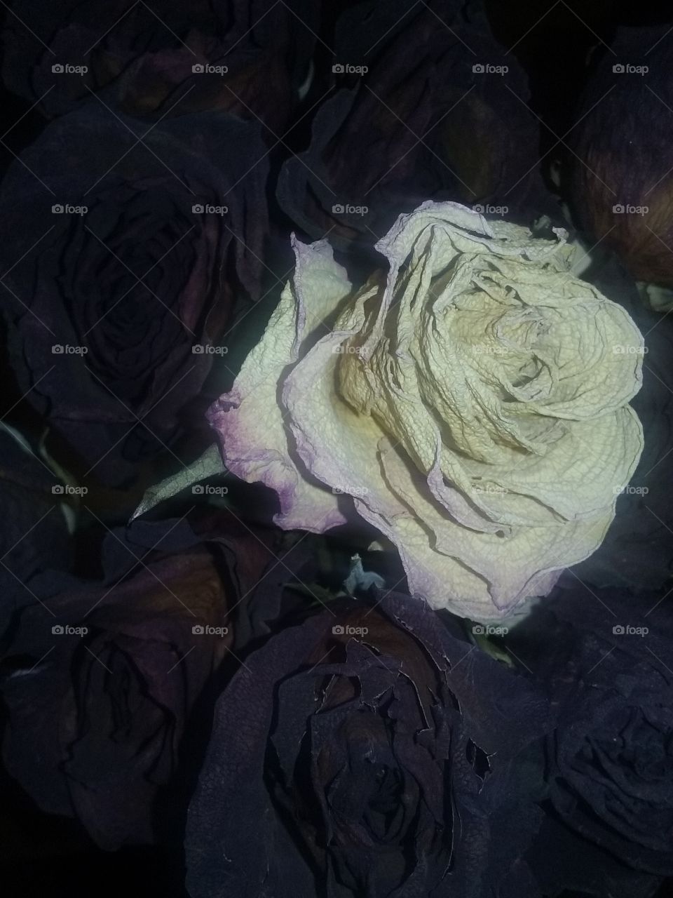 Roses are dead. violets are true