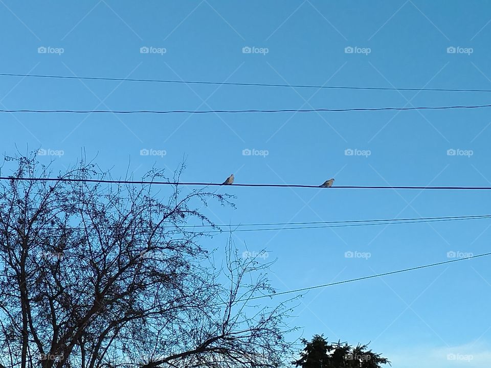 birds on a wire