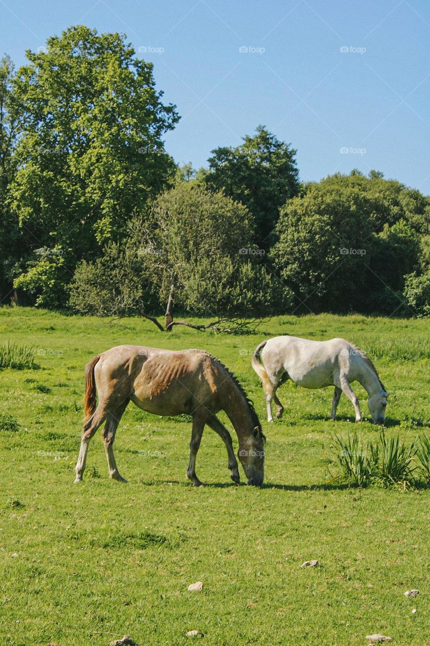 nature, horses