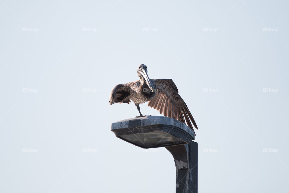 Bird, Wildlife, No Person, Nature, Outdoors