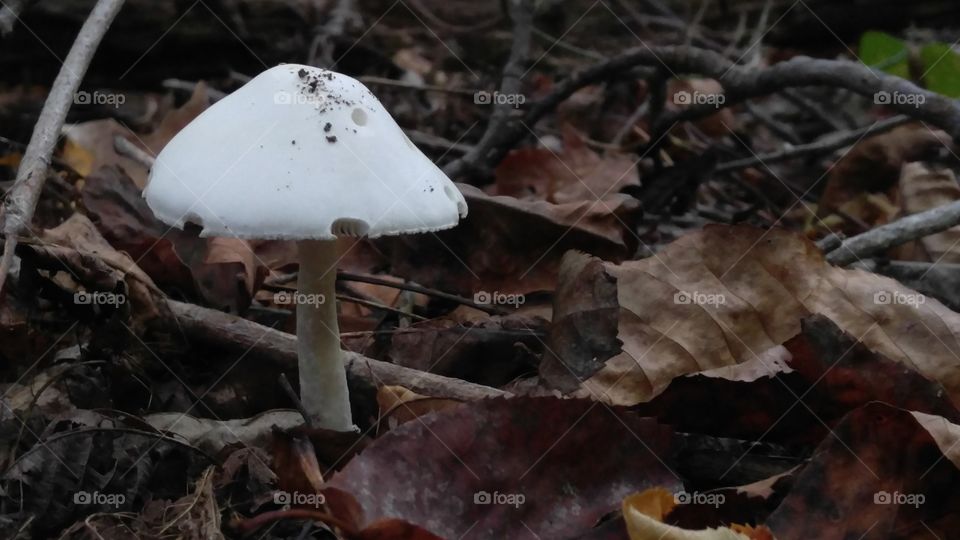 poisonous fungus