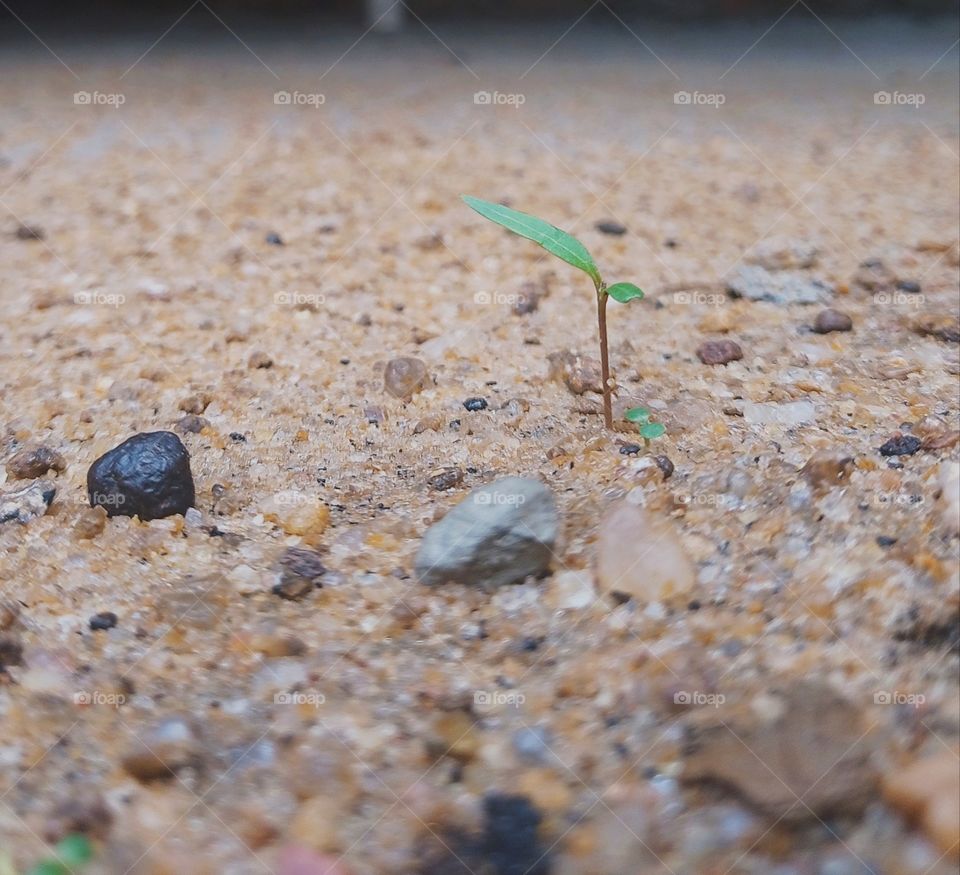 welcome to world new born plant