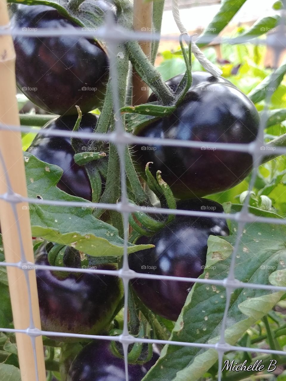 Black tomatoes