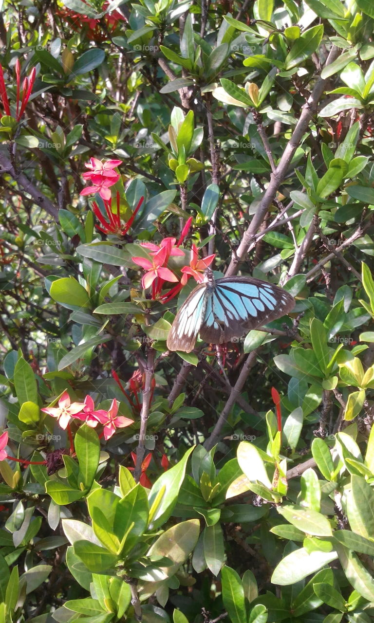 butterfly in flower