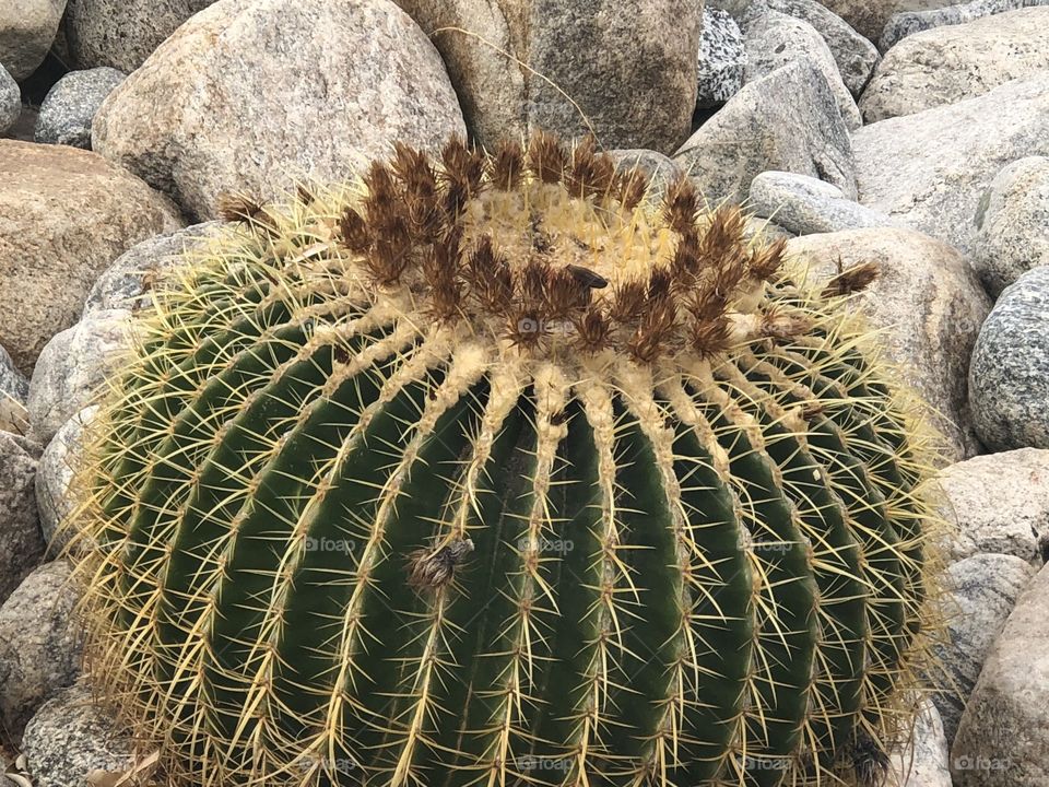 Cactus in a rock garden