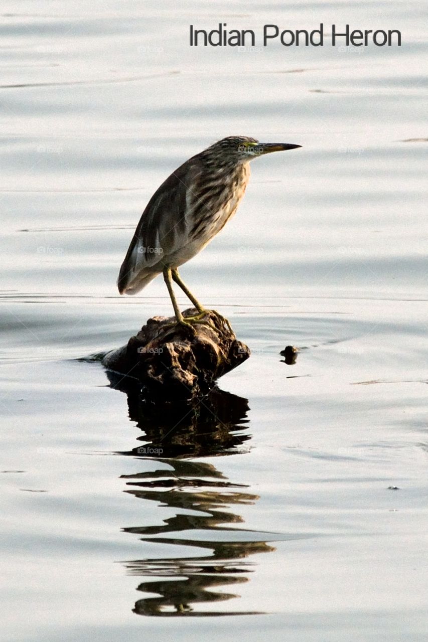 Indian Pond Heron