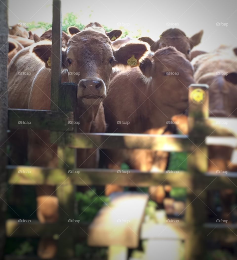 Curious Cow. I was on an evening walk with my family when we came upon a group of cows near a style ....