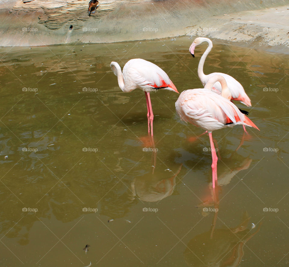 tree flamingos in water