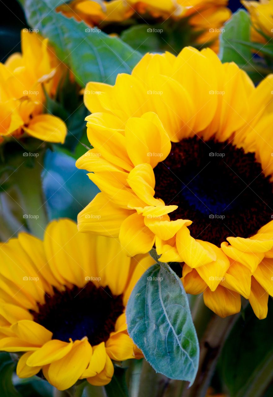 Sunflowers 