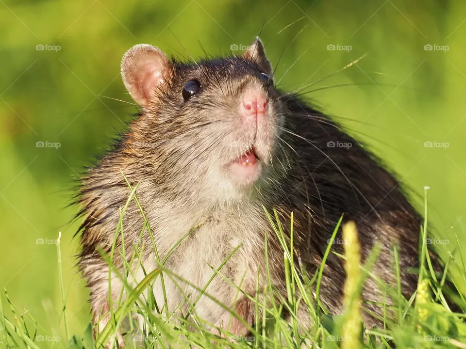 Rat
