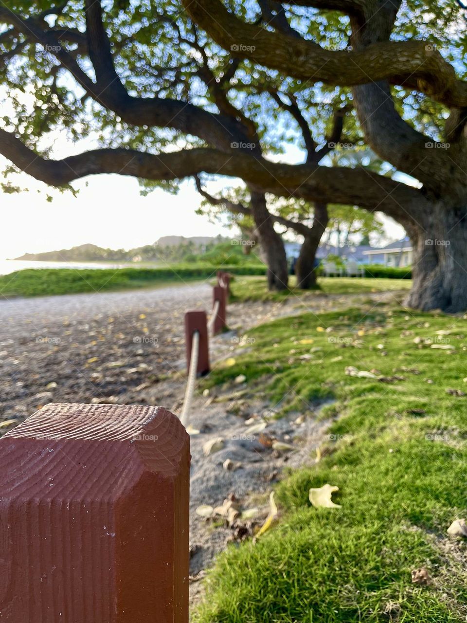 Beach tree