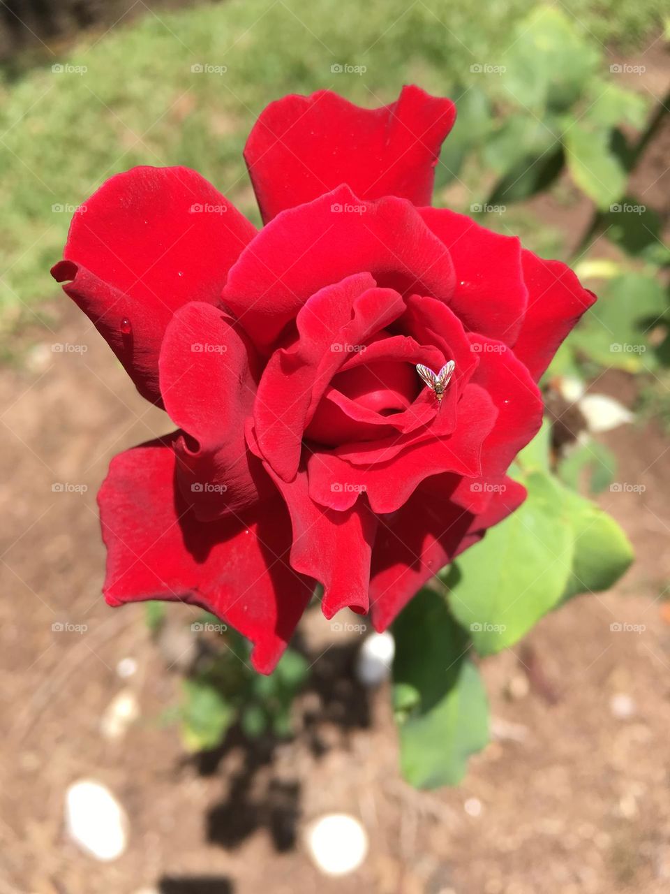 🌹 🇺🇸 Very beautiful flowers to brighten our day.  Live nature and its beauty. Did you like the delicate petals? / 🇧🇷 Flores muito bonitas para alegrar nosso dia. Viva a natureza e sua beleza. Gostaram das pétalas delicadas? 