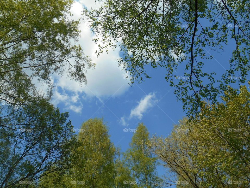 Tree, Nature, Wood, Landscape, Leaf