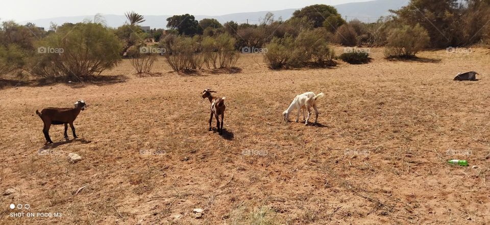 the goats in the field.