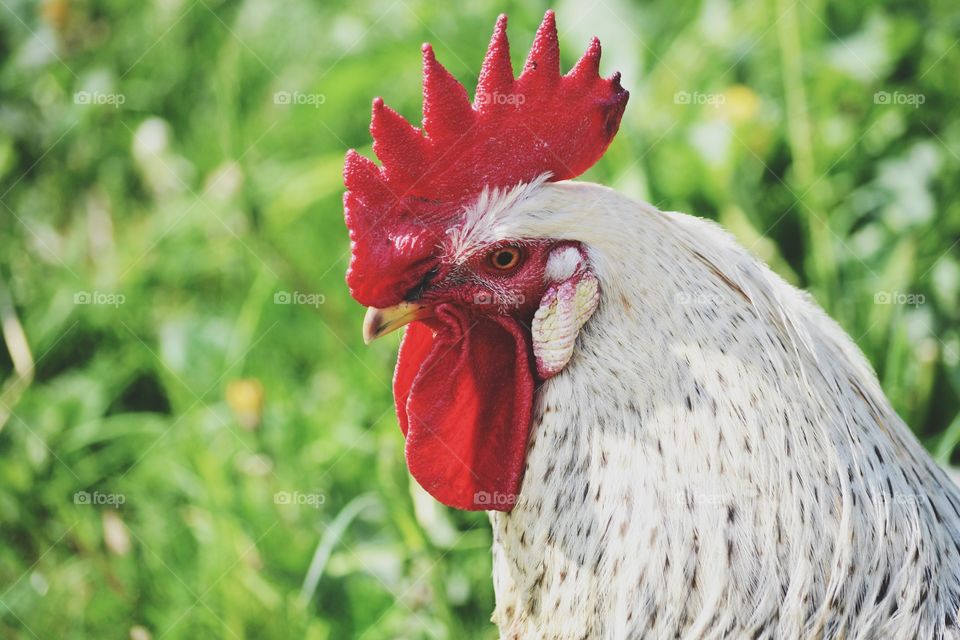 Close-up of a rooster