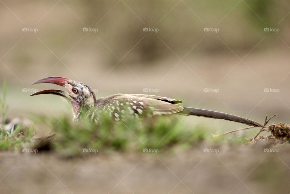 Red billed hornbill drinking water 