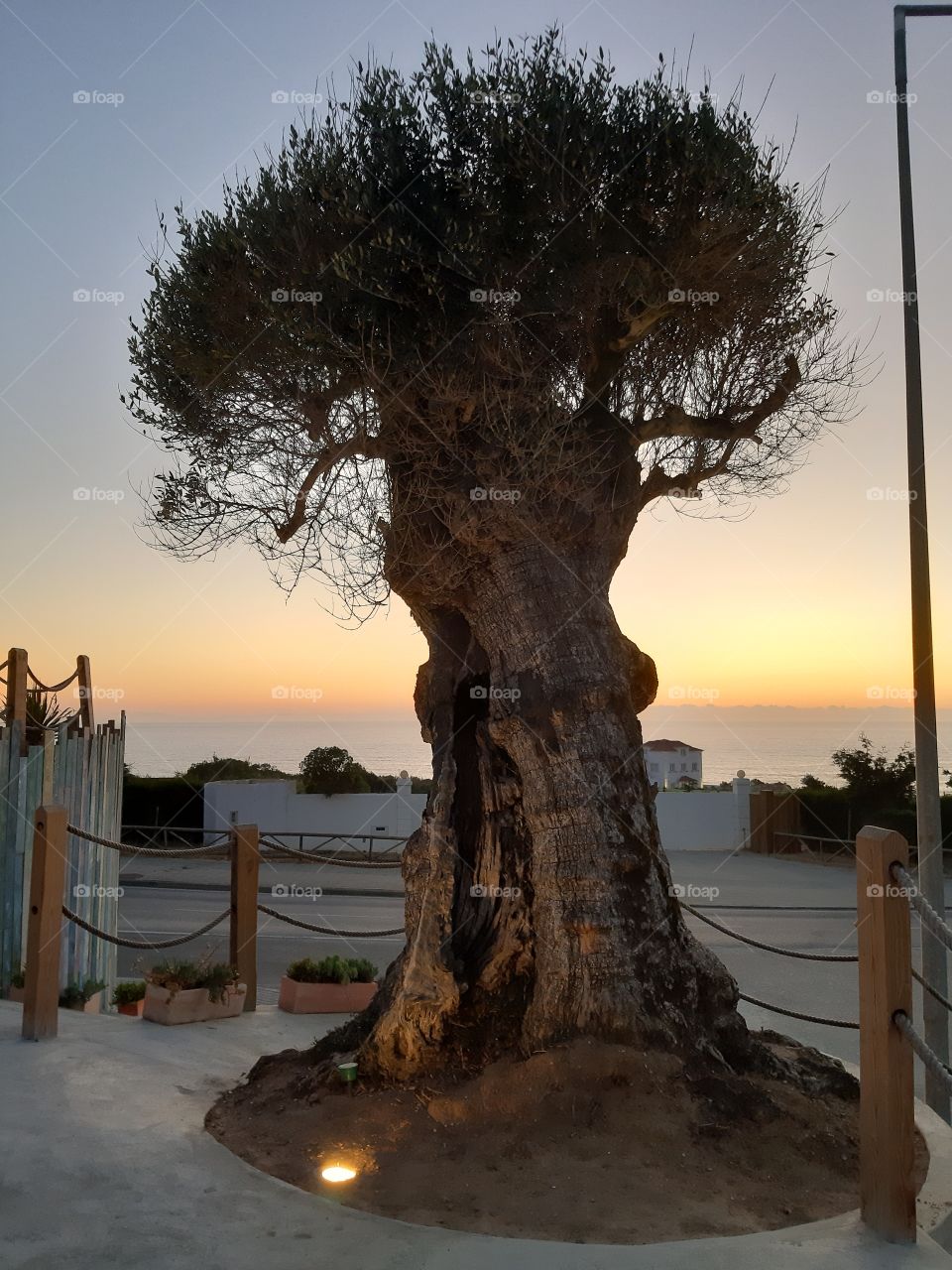 Beautiful tree with amazing sunset in Ericeira
