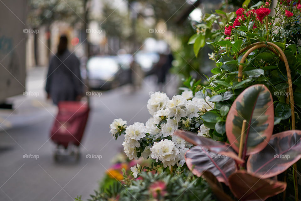 Flowers decoration in the streets