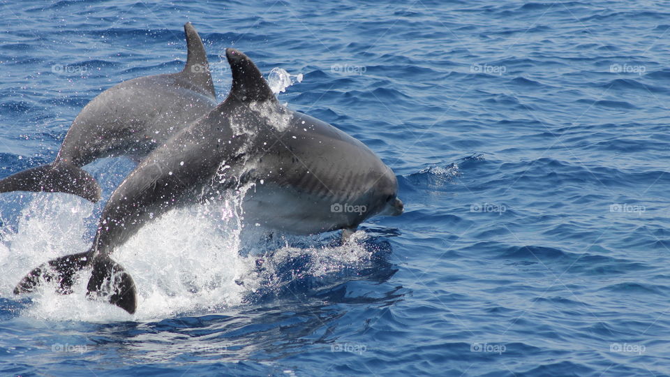 #dolphins #wildlife #Aegean sea #blue #couple #love #swimming #foam