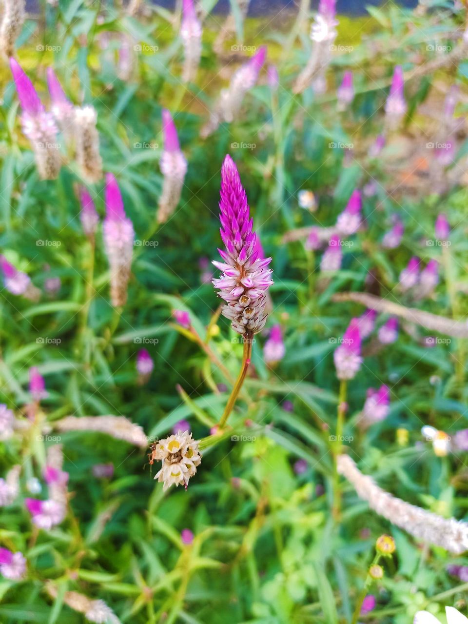 Portrait of a striking purple flower with a long, pointed shape, surrounded by green plants with small leaves