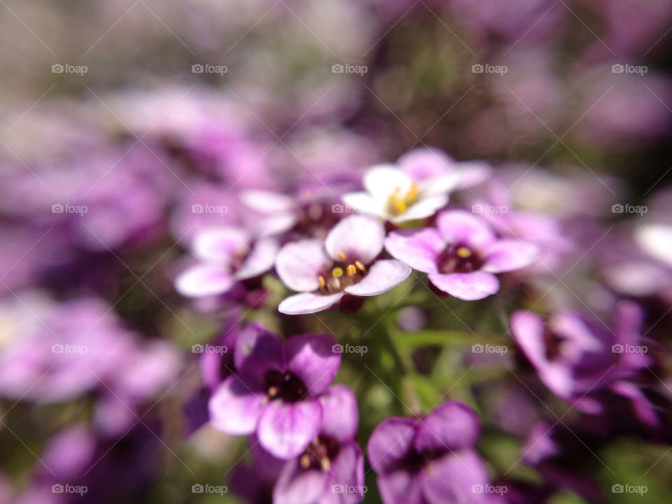 Purple flowers close up.