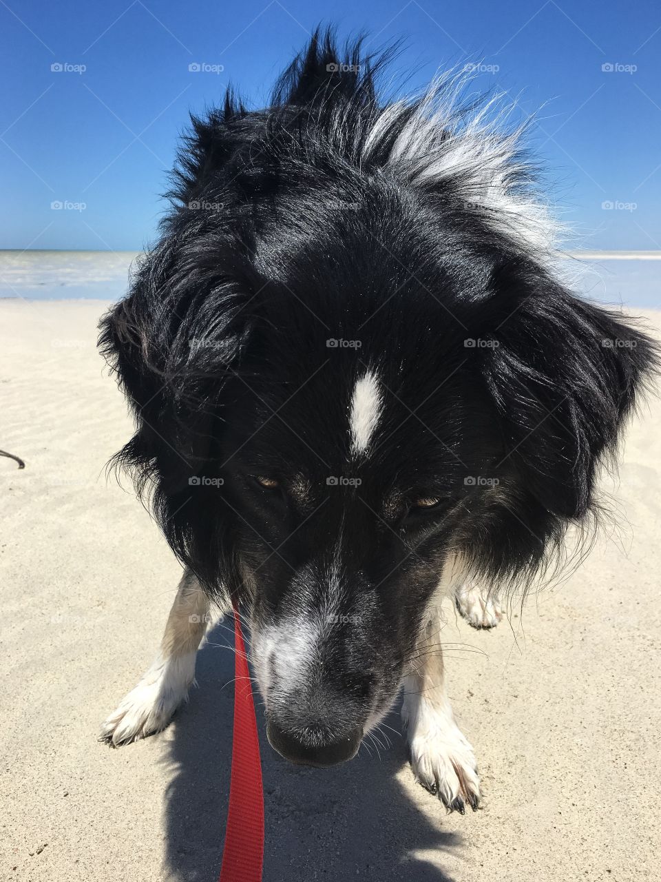 Front view head and neck with collar and red leash on walk at beach