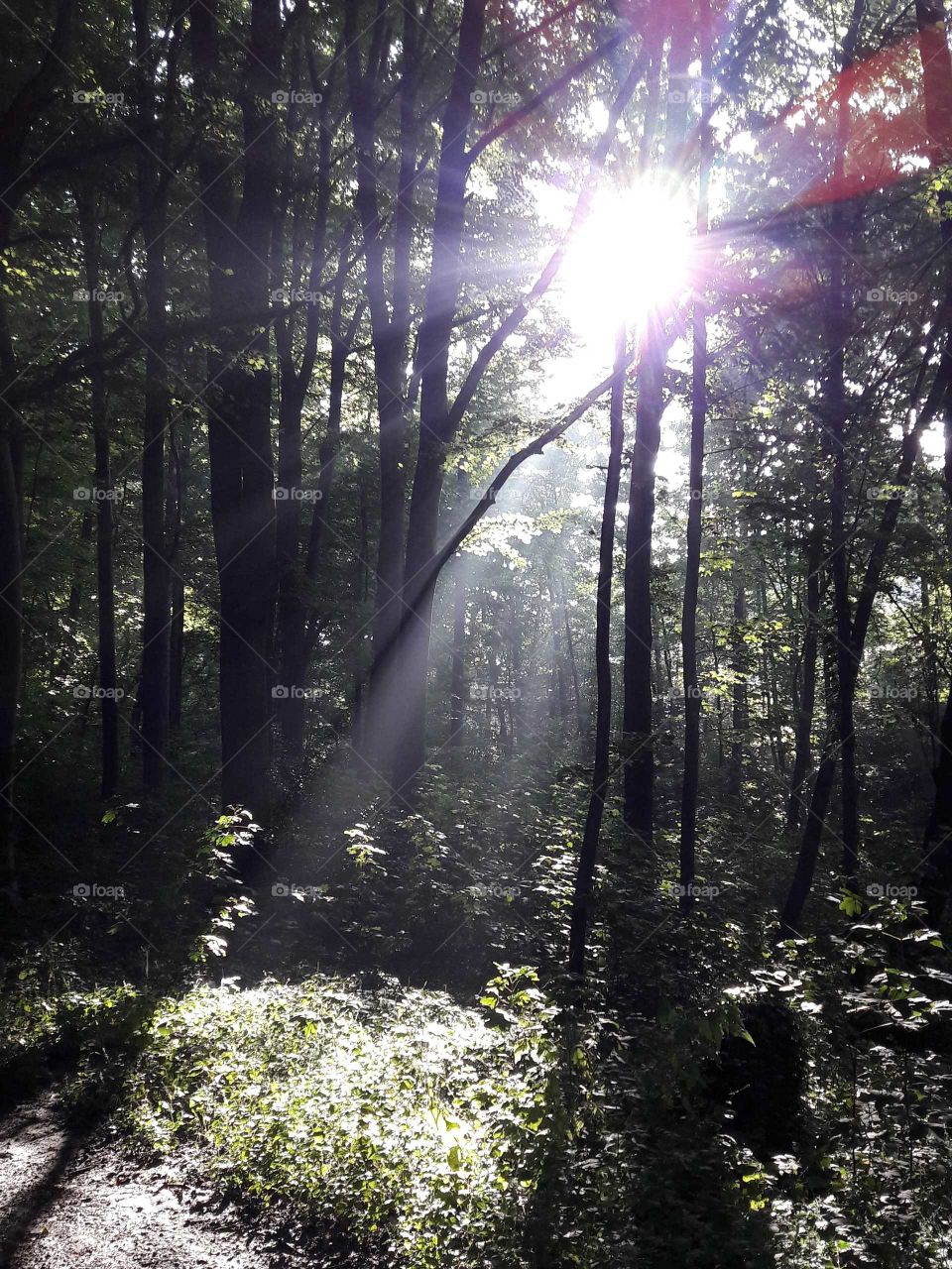 Der Wald am Morgen