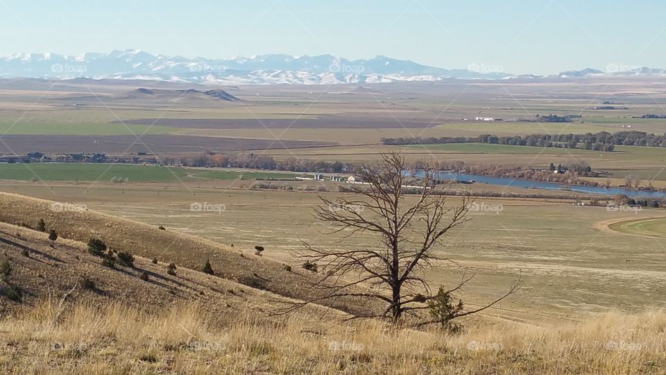 lonesome tree. A tree on the side of the mountains