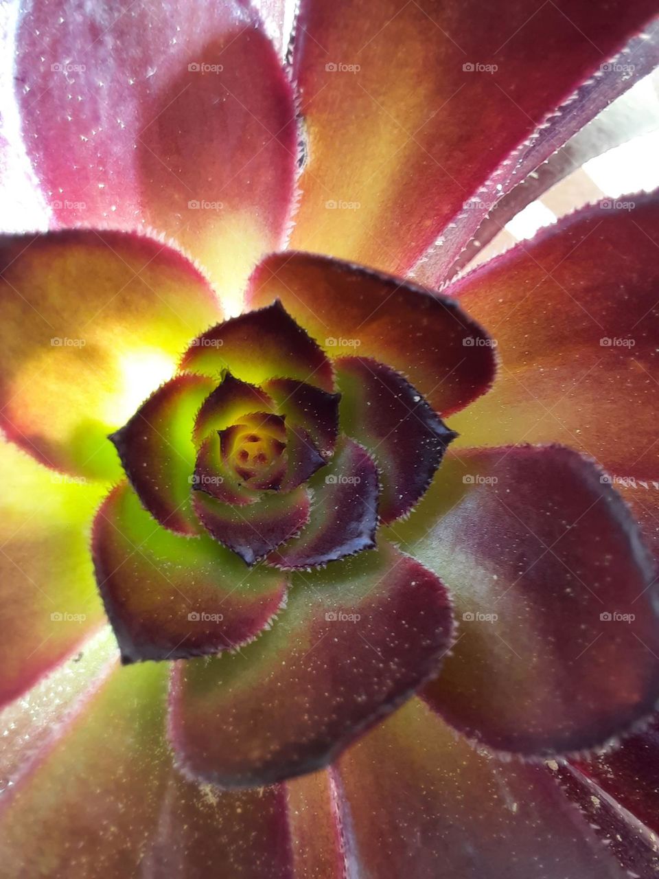 Macro image of Aeonium Arboreum rosette. Succulent plant also known as black rose, Irish rose, tree aeonium or Tree Houseleek