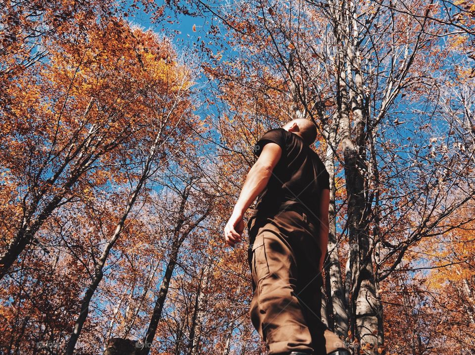 Man looking up autumn trees in the forest