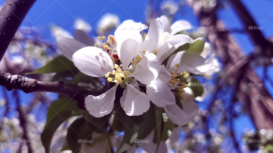 Lit well white cherry blossoms. Shallow Focus, center frame.