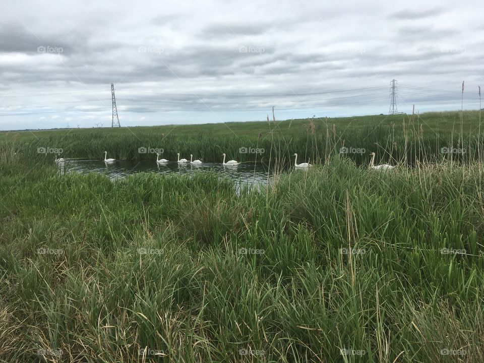 I wish I was able to show the rest of this bevy of swans. They were making their way down river, there must have been at the very least fifty.