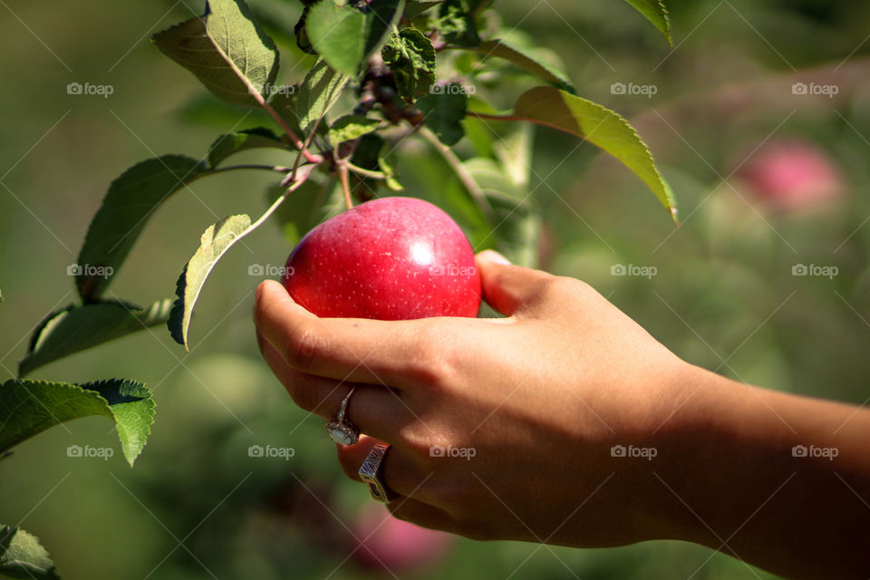 Woman's hand picking red apple from a tree
