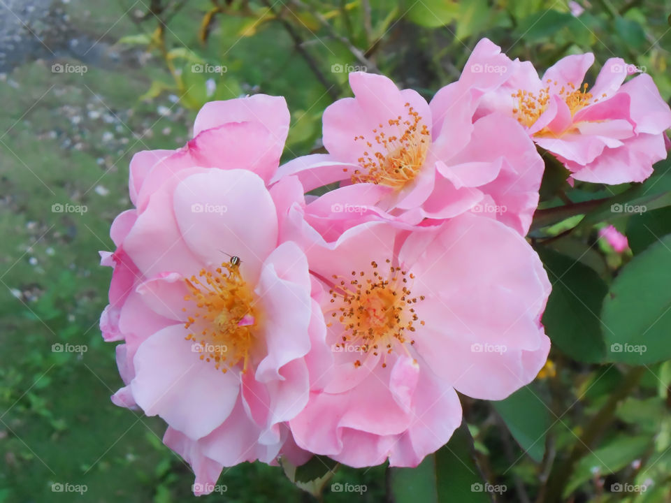 Pink Roses in Bloom