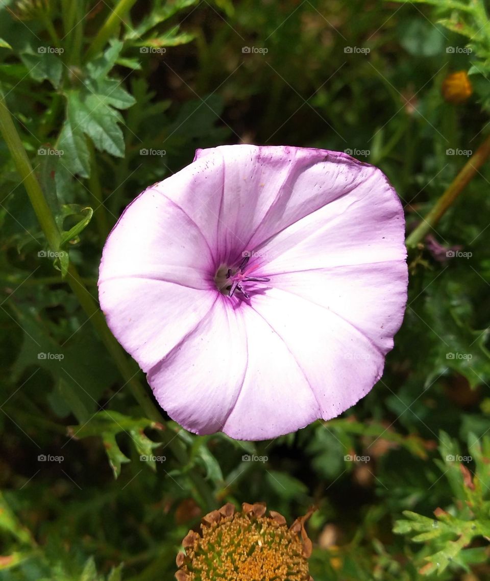 flower in a green garden